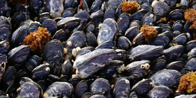 A group of mussels