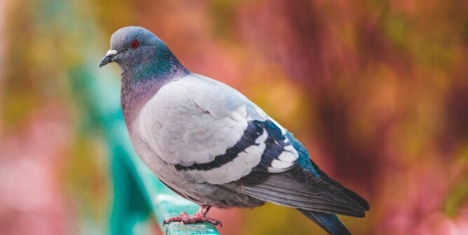 A pigeon perched on a fence
