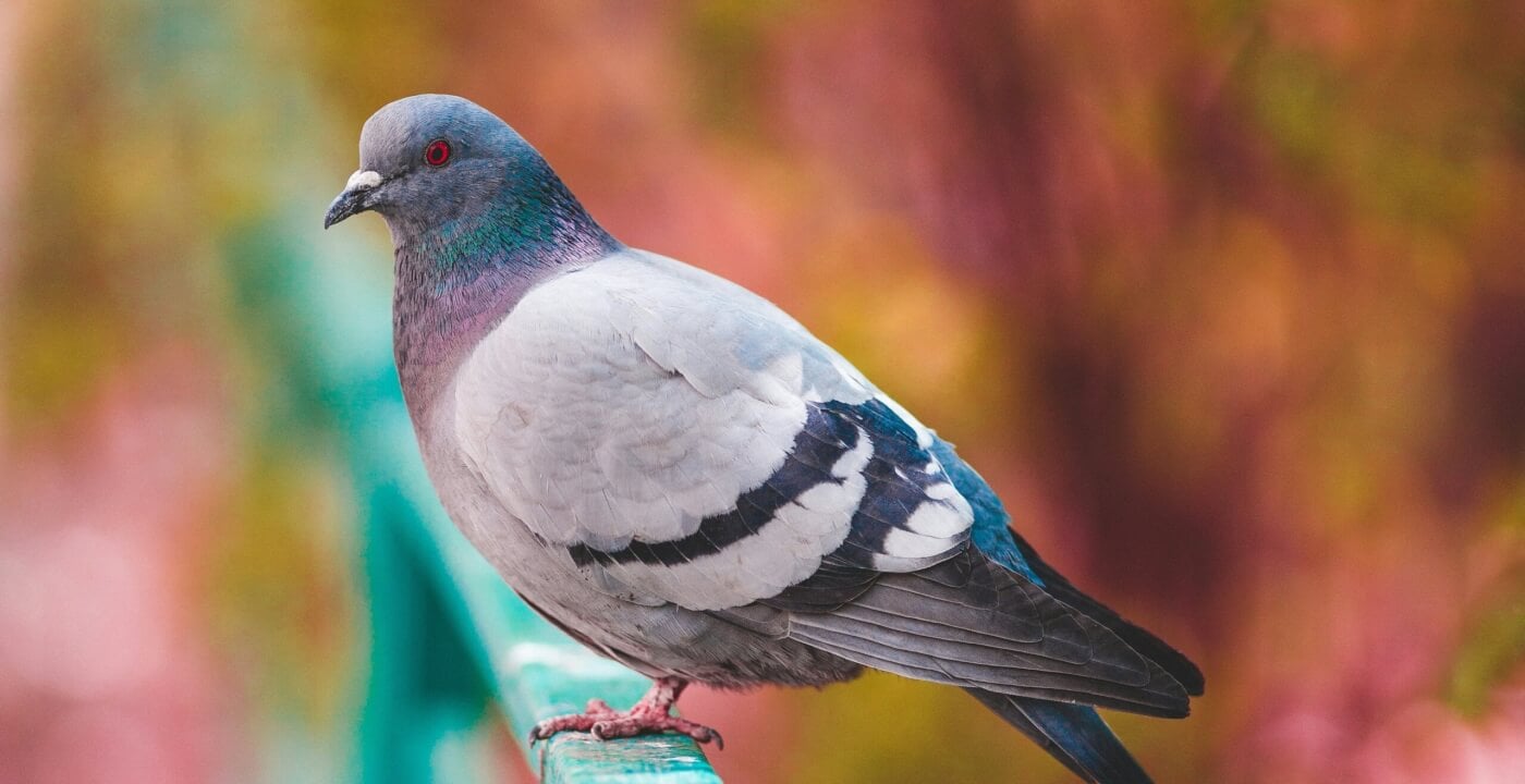 A pigeon perched on a fence
