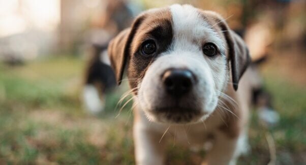 Close-up of brown and white puppy
