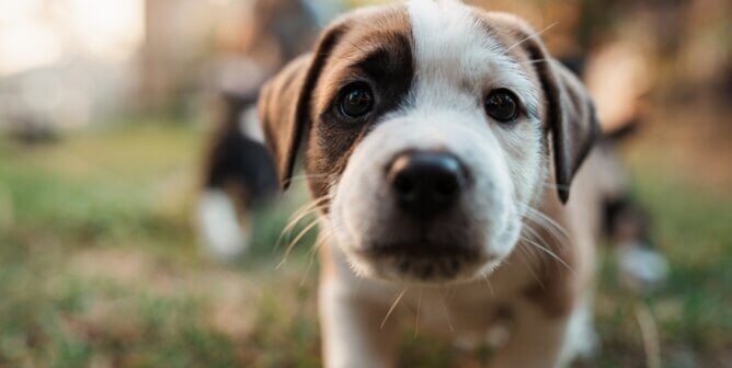 Close-up of brown and white puppy