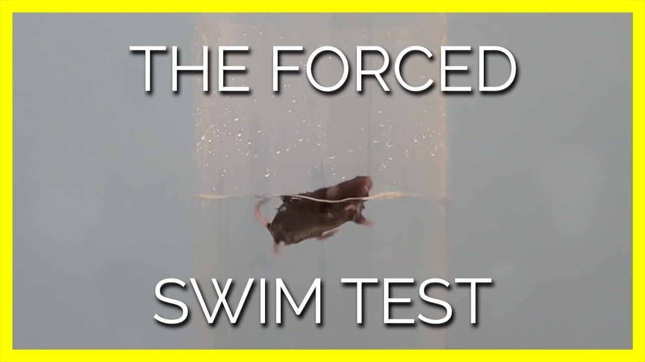 PETA Entities Sink Cruel Near-Drowning Experiments on Animals in Laboratories Worldwide