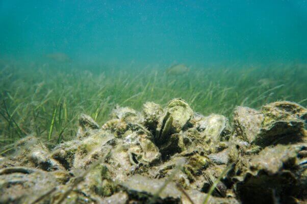 A group of mussels