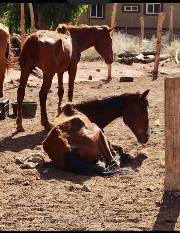 Emaciated horses on Havasupai Trail