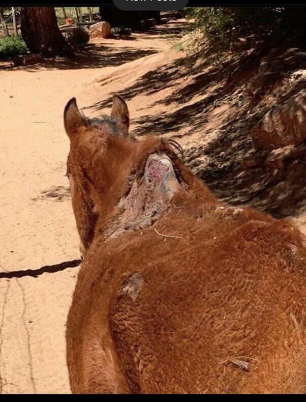 Horse with wound on Havasupai Trail