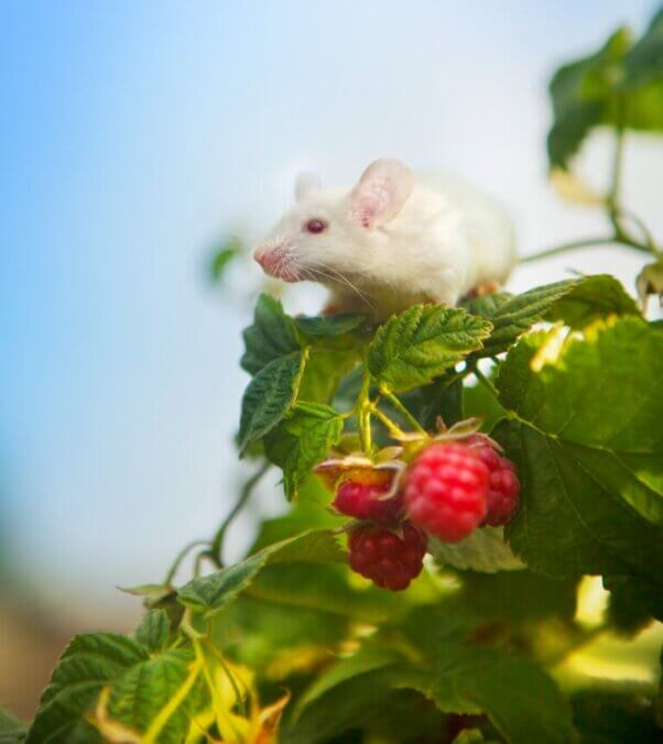 a white mouse in a tree
