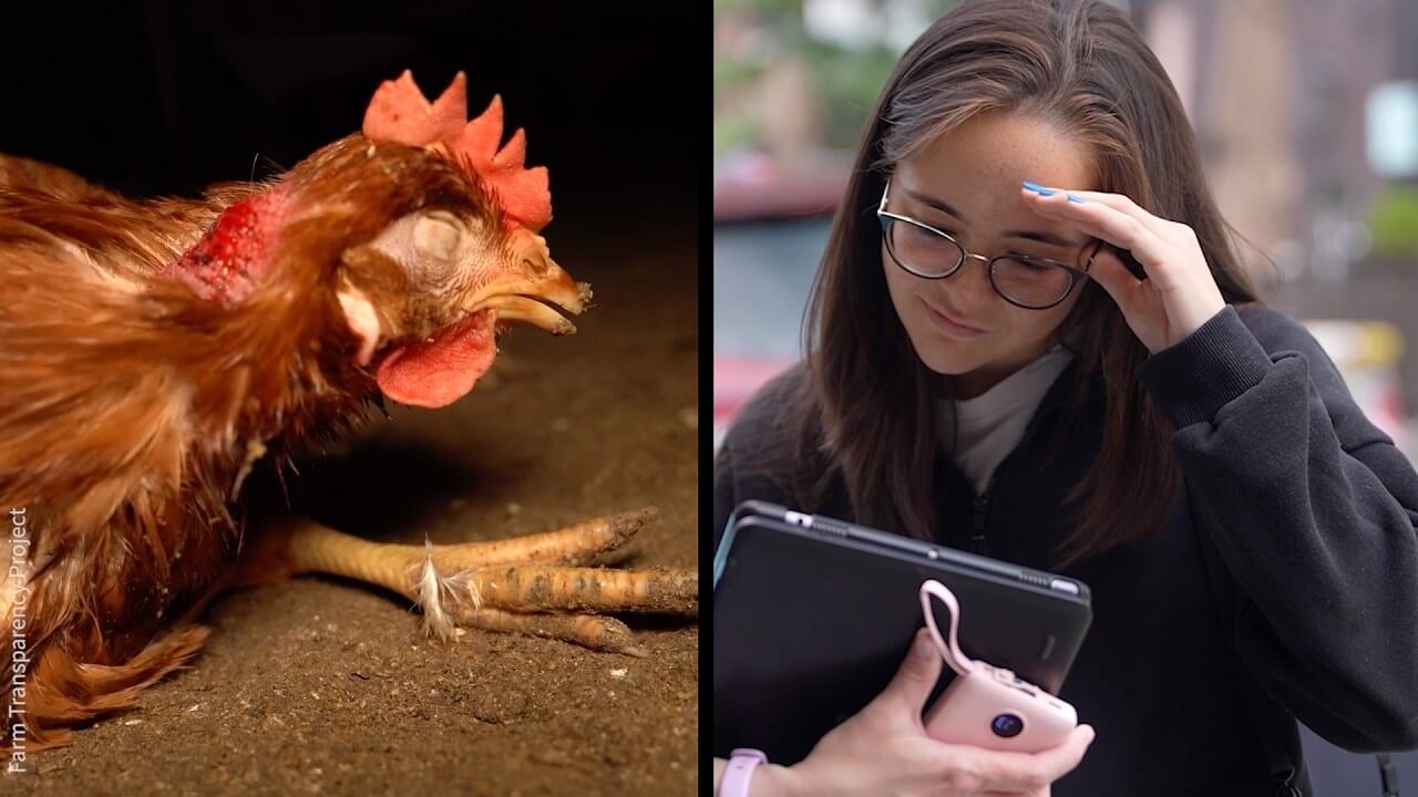 ‘It Was Horrid. It Was Disgusting.’ Whole Foods Shoppers React to the Footage From ‘Cage-Free’ Egg Farms