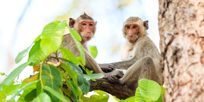 Monkeys (Crab-eating macaque) on tree in Thailand