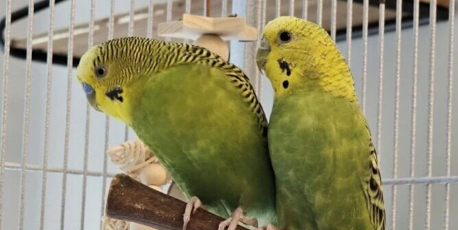 Bonnie and Clyde, two parakeets