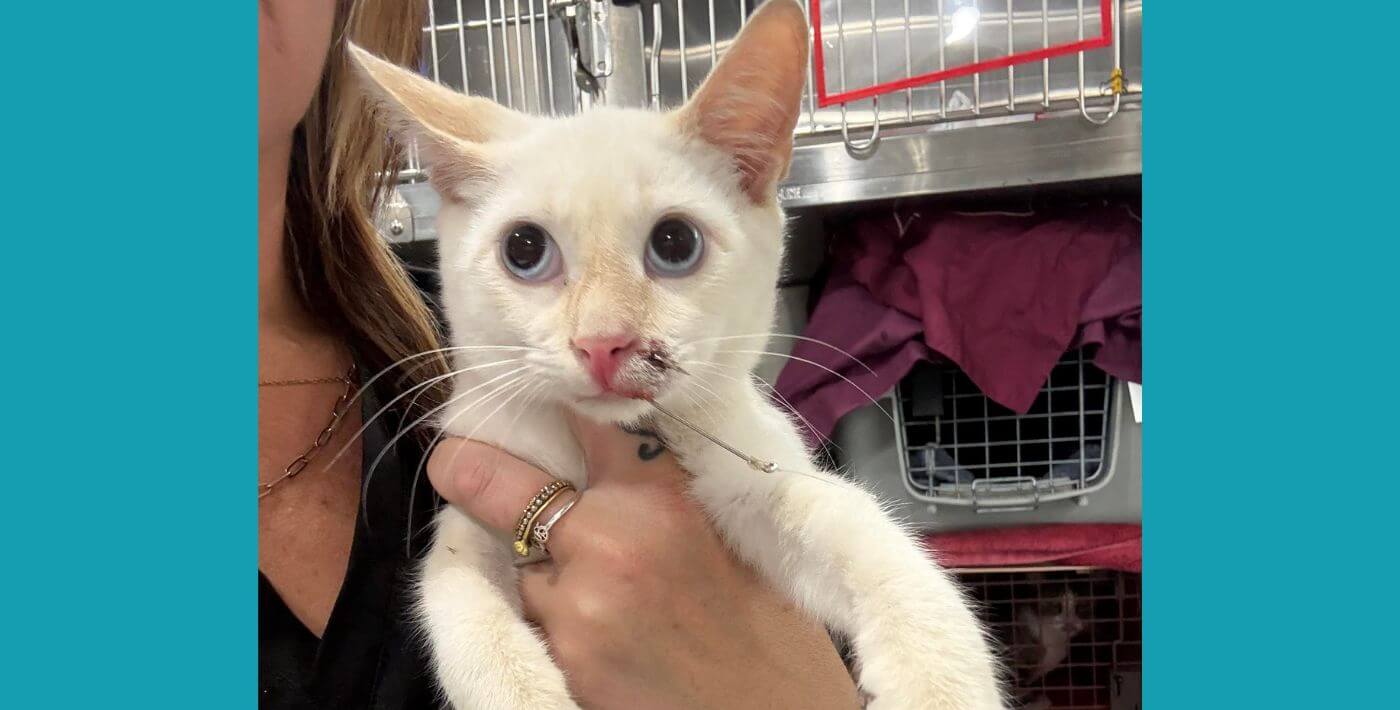 Cat with a fish hook embedded in her mouth