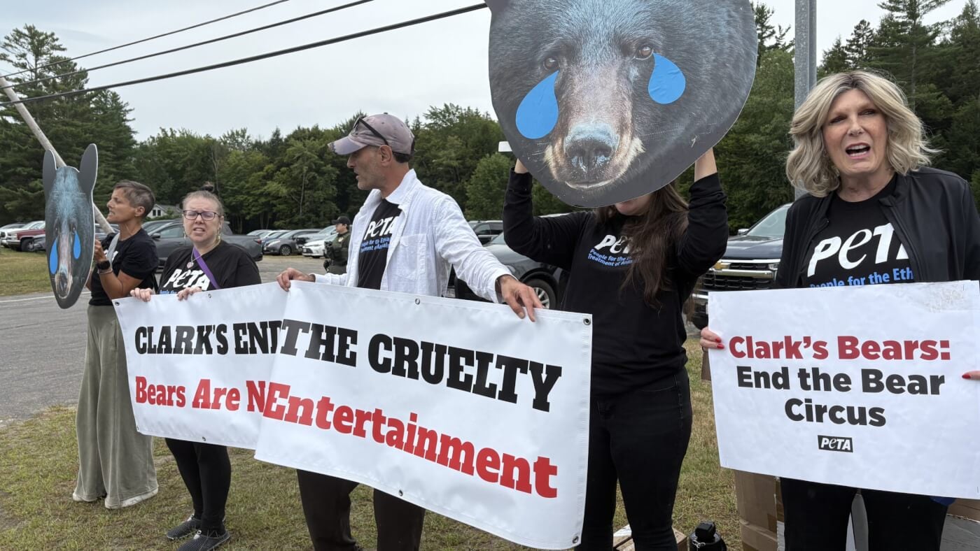 PETA supporters holding up signs and giant crying bear masks
