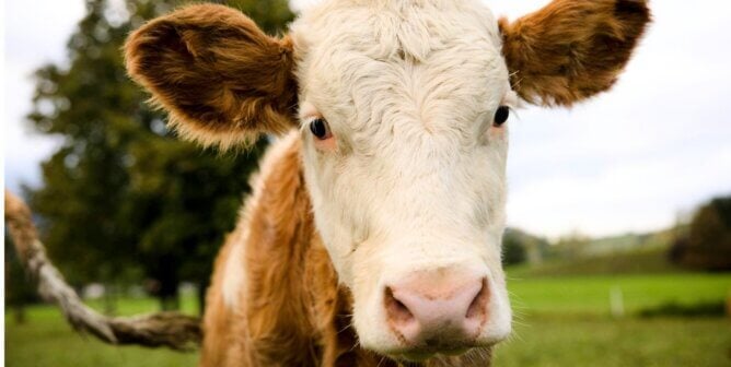 A close up of a cow