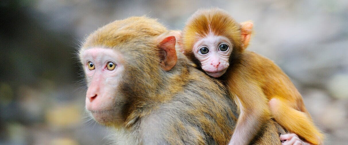 Baby rhesus macaque on their mother's shoulders