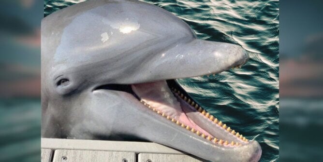 Dinghy Obit