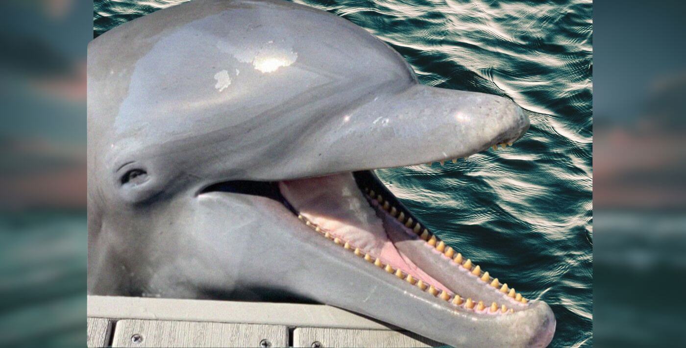 Dinghy Spent Nearly 46 Years Being Used for Entertainment. Now, She’s Dead