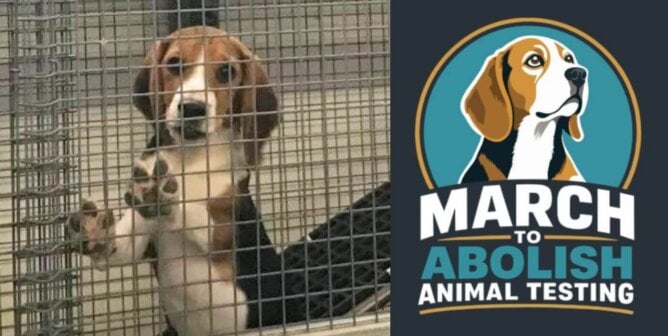 March to Abolish Animal t