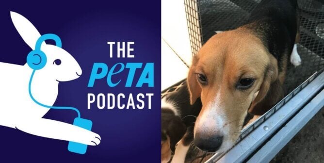 PETA Podcast Beagle