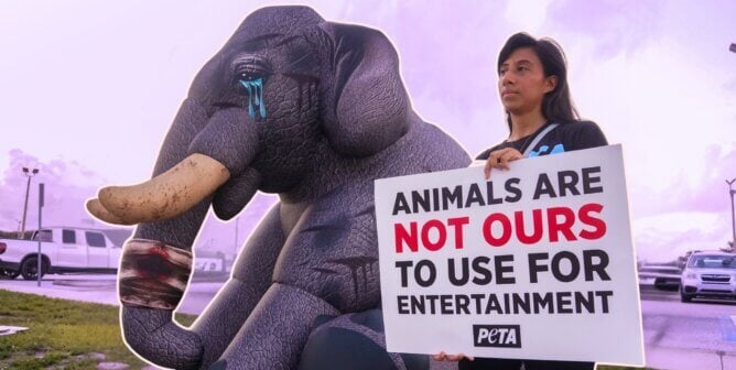 Demonstrator next to a crying elephant inflatable holding a sign that reads "Animals are not ours to use for entertainment"