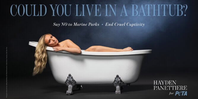 Hayden Panettiere in a bathtub