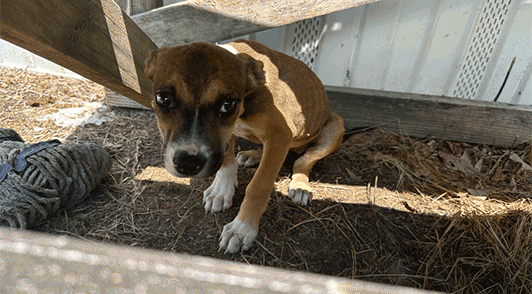 gif zooming in on dog kept outside