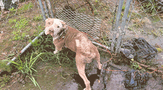 dog tethered in the heat outside