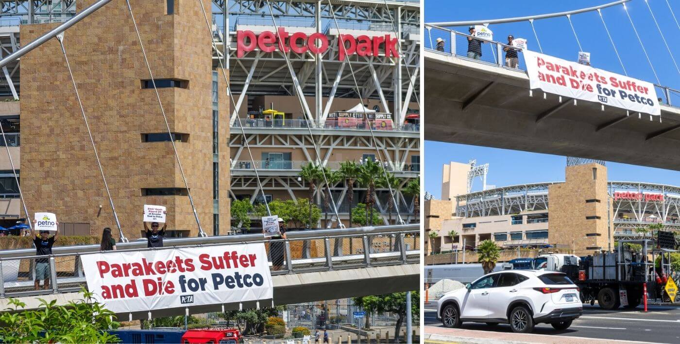 Banners being hung from a bridge that read "Parakeets Suffer and Die for Petco"