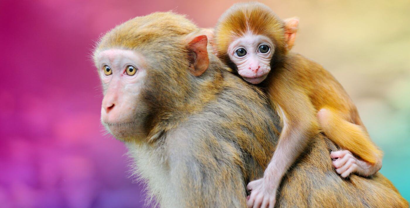 Baby rhesus macaque on their mother's shoulders