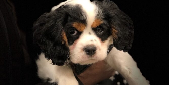 Seven, a Cavalier King Charles puppy with a painful, lifelong neurological condition caused by his brain being squeezed out of his skull.