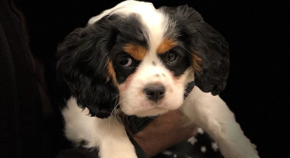 Petland Sued for Allegedly Selling Puppy With Devastating Brain Damage