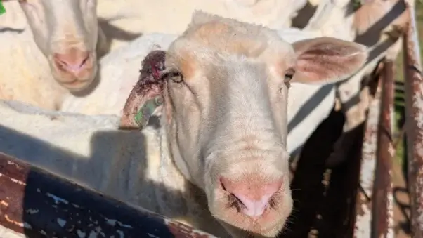 sheep with wound on ear at h&m supplier