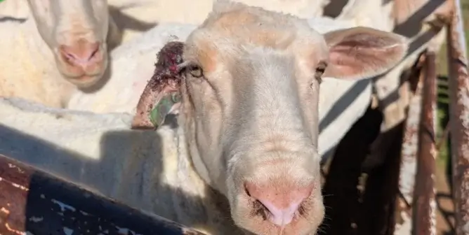 sheep with wound on ear at h&m supplier