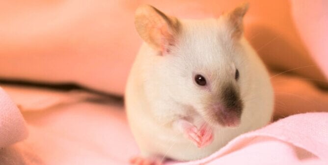 White mouse next to a blanket