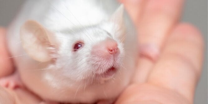 Cute white mouse sitting in hand