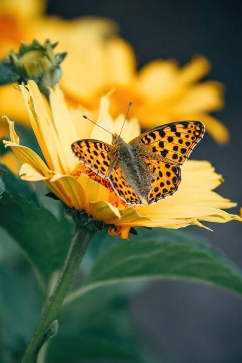 A butterfly on a flower