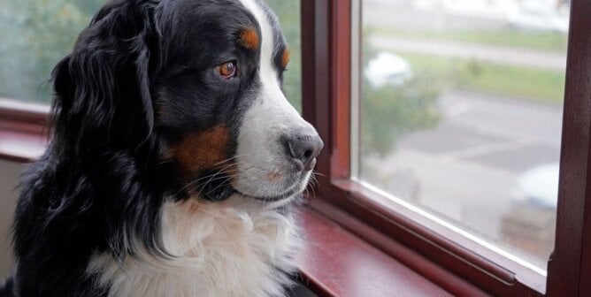 A Bernese Mountain Dog looking out a window.