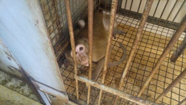 Macaques in a cage