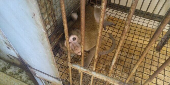 Macaques in a cage