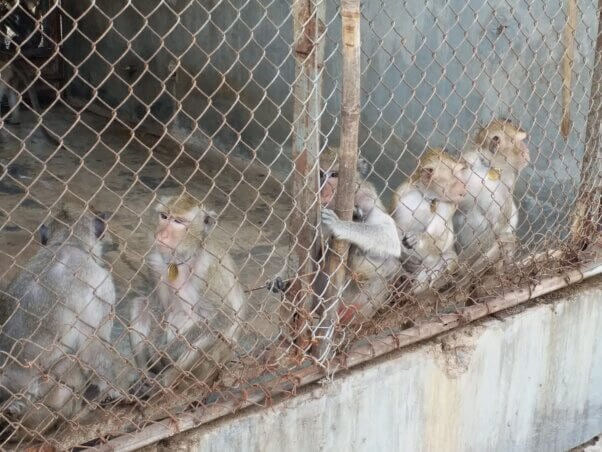 Macaques in a cage