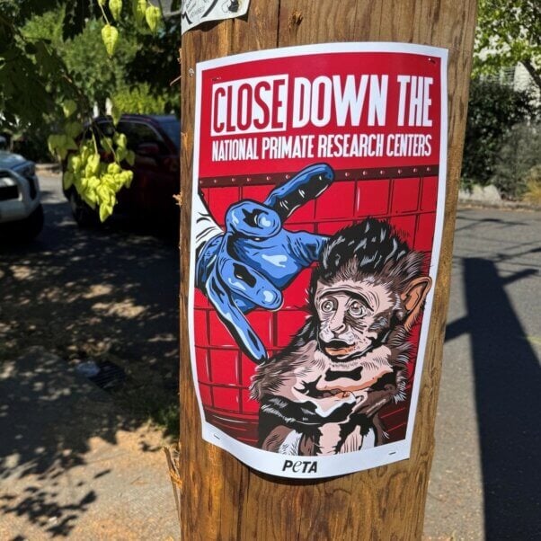 Close down the National Primate Research Center leaflet