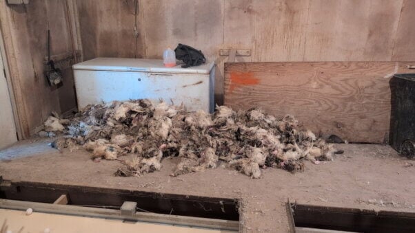 A pile of dead birds at Shady Brae egg farm