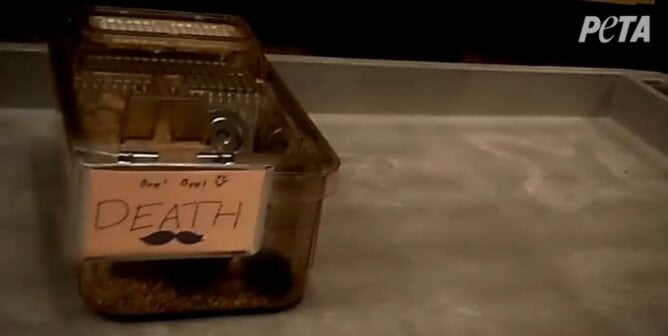 Death box