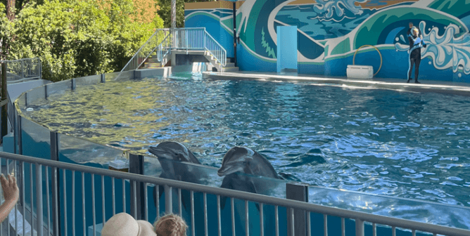 dolphins at six flags discovery cove