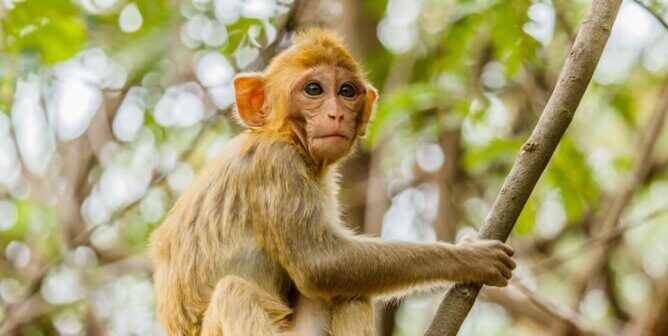 A rhesus macaque in a tree