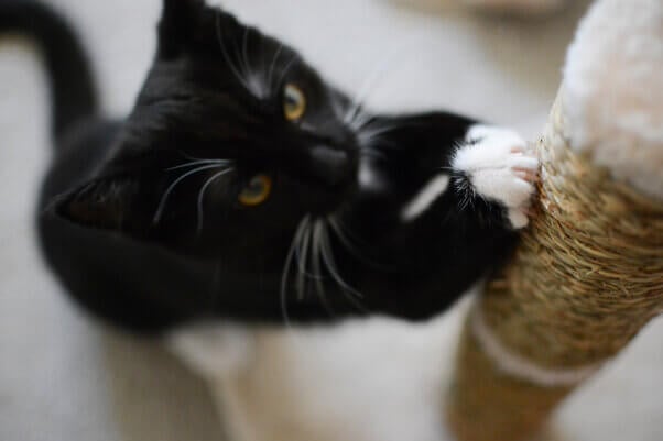 Black cat with white paws using scratching post