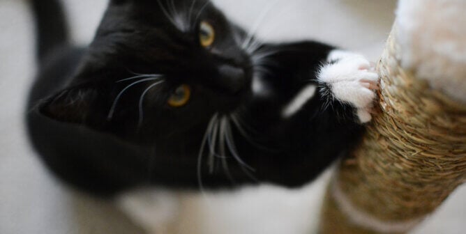 Black cat with white paws using scratching post