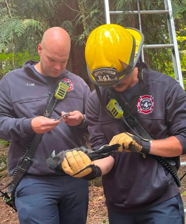 Snohomish County firefighters gently remove fishing line from the crow’s leg. Credit: Snohomish County Fire District 4 (shared with permission)