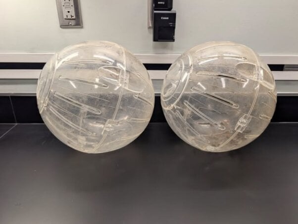 The exercise balls in which the guinea pigs were found. Photo: O'Fallon Missouri Police Department