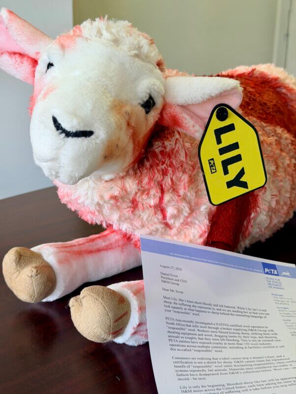 PETA sent this bloodied stuffed sheep to H&M's CEO, along with a letter about banning wool
