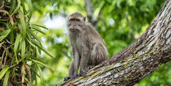 Macaques perched on a tree branch