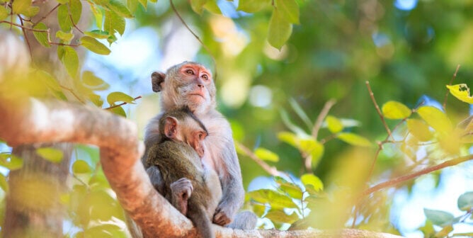 Macaques family in a tree